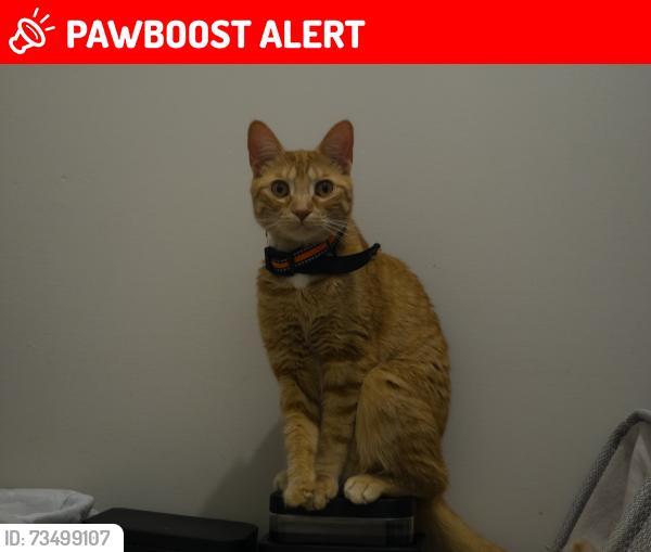 Lost Male Cat last seen brownstown police department, Brownstown Township, MI 48183