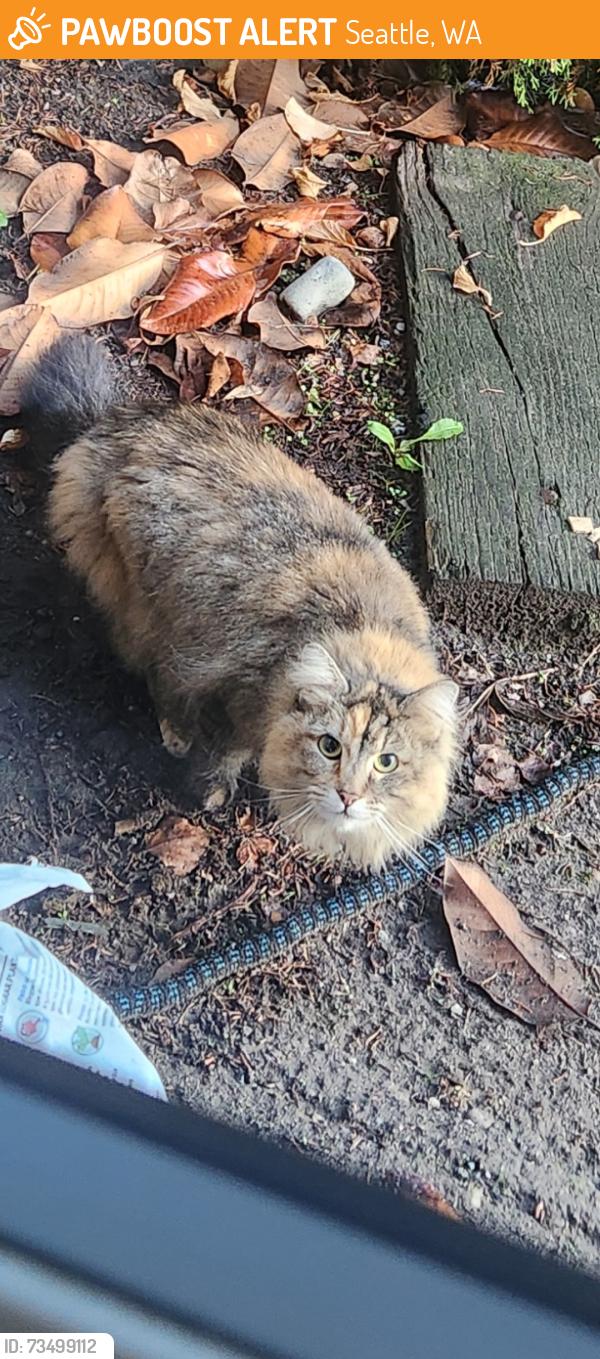 Found/Stray Unknown Cat last seen Near Lake Washington Blvd, Seattle, WA 98122