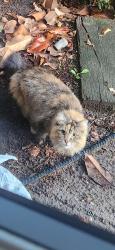 Found/Stray Unknown Cat last seen Near Lake Washington Blvd, Seattle, WA 98122