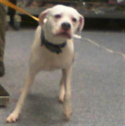 Shelter Stray Female Dog last seen CHARLOTTE, 8315 Byrum Dr, Charlotte, NC 28217, USA