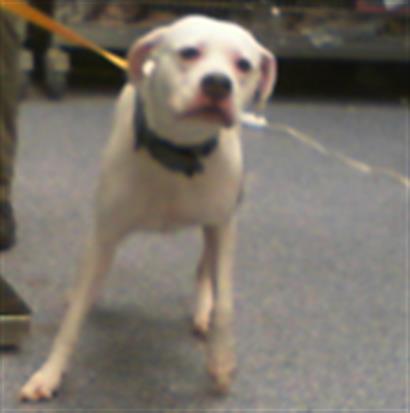 Shelter Stray Female Dog last seen CHARLOTTE, 8315 Byrum Dr, Charlotte, NC 28217, USA