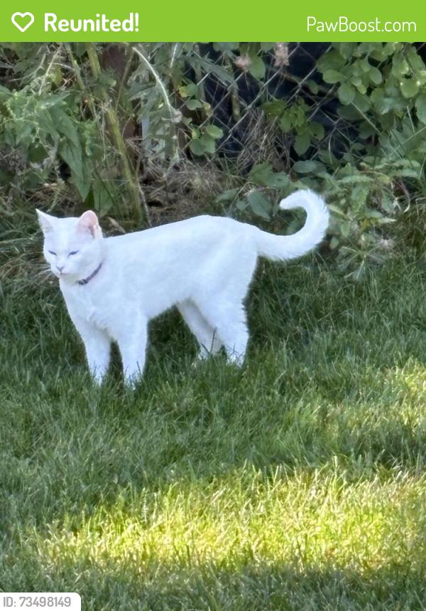 Reunited Female Cat last seen E Anderson Dr and N Winston Dr in Palatine, Palatine, IL 60074