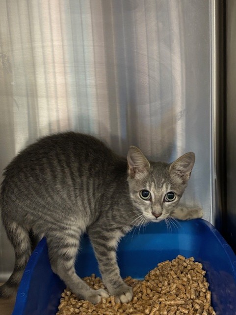 Shelter Stray Unknown Cat last seen , 232 Eslinger Way, Sanford, FL 32773, USA