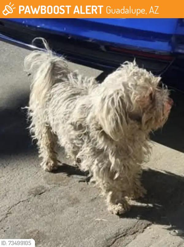Found/Stray Unknown Dog last seen S Avenida Del Yaqui & E Calle Magdalena, Guadalupe, AZ 85283