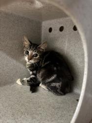 Shelter Stray Unknown Cat last seen , 232 Eslinger Way, Sanford, FL 32773, USA