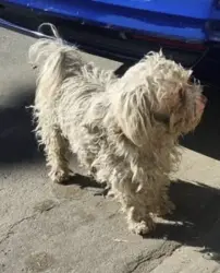 Found/Stray Unknown Dog last seen S Avenida Del Yaqui & E Calle Magdalena, Guadalupe, AZ 85283