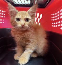 Shelter Stray Male Cat last seen , 232 Eslinger Way, Sanford, FL 32773, USA