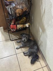 Reunited Male Dog last seen Near wildebeest court, Las Vegas, NV 89149