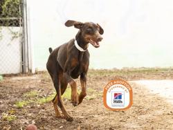 Shelter Stray Female Dog last seen NOT GIVEN, TRANSFERRED FROM GOOD VETS TOLLESON, 5501 E Van Buren St, Phoenix, AZ 85008, USA