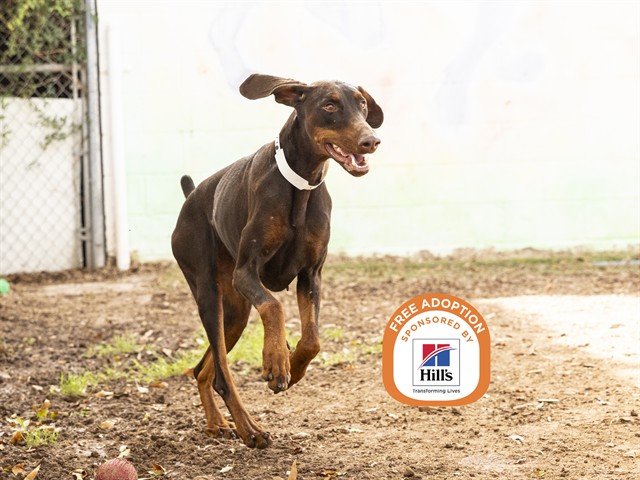 Shelter Stray Female Dog last seen NOT GIVEN, TRANSFERRED FROM GOOD VETS TOLLESON, 5501 E Van Buren St, Phoenix, AZ 85008, USA