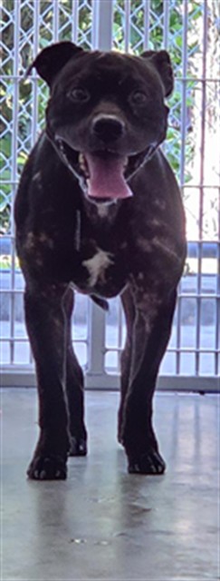 Shelter Stray Male Dog last seen RONALD REAGAN X SANFORD AVE/SF, 232 Eslinger Way, Sanford, FL 32773, USA