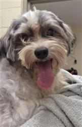Shelter Stray Male Dog last seen TARGET ON 46 & REINHART, 232 Eslinger Way, Sanford, FL 32773, USA