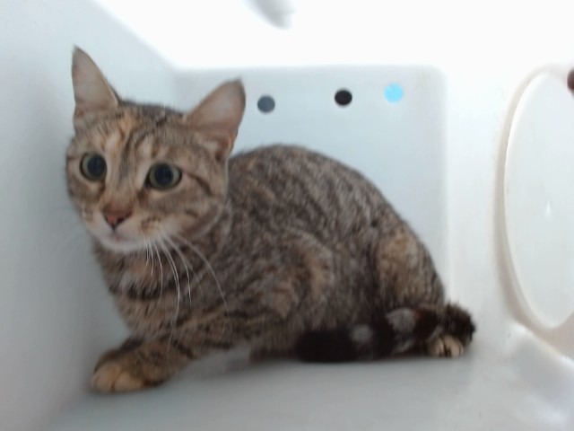 Shelter Stray Female Cat last seen 98TH AND CENTRAL BY MAVERICK, 8920 Lomas Blvd NE, Albuquerque, NM 87112, USA
