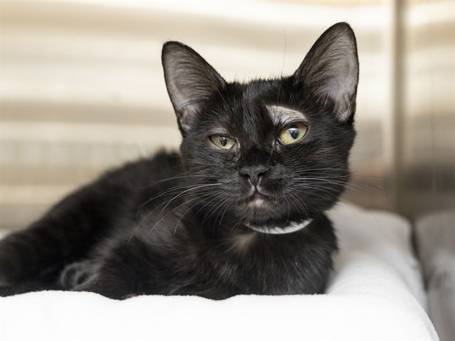 Shelter Stray Female Cat last seen 20TH ST AND VILLA ST, 5501 E Van Buren St, Phoenix, AZ 85008, USA