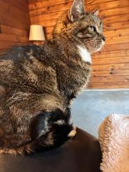 Found/Stray Unknown Cat last seen Near & Dewdney, Maple Ridge, BC V4R 2A5