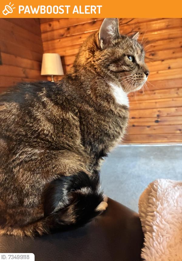 Found/Stray Unknown Cat last seen Near & Dewdney, Maple Ridge, BC V4R 2A5