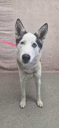 Shelter Stray Female Dog last seen Near BLOCK FWY AND BASELINE, 333 Chandler Pl, San Bernardino, CA 92408, USA