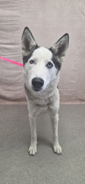 Shelter Stray Female Dog last seen Near BLOCK FWY AND BASELINE, 333 Chandler Pl, San Bernardino, CA 92408, USA