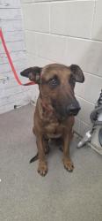 Shelter Stray Male Dog last seen Near BLOCK FWY AND BASELINE, 333 Chandler Pl, San Bernardino, CA 92408, USA