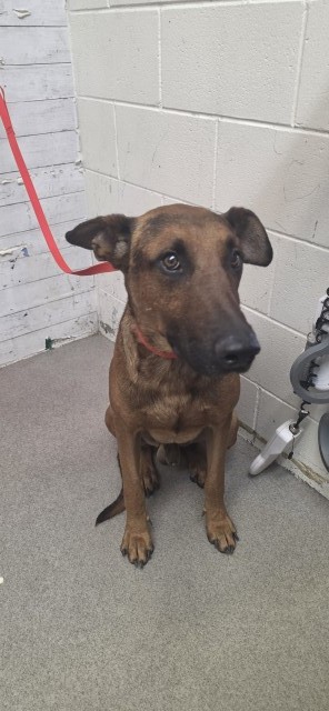 Shelter Stray Male Dog last seen Near BLOCK FWY AND BASELINE, 333 Chandler Pl, San Bernardino, CA 92408, USA