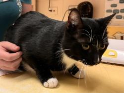 Shelter Stray Male Cat last seen Near BLOCK S CIRCLE DR, COLORADO SPRINGS CO 80906, 610 Abbot Ln, Colorado Springs, CO 80905, USA