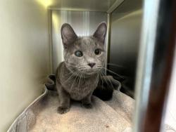 Shelter Stray Male Cat last seen Near BLOCK S CIRCLE DR, COLORADO SPRINGS CO 80906, 610 Abbot Ln, Colorado Springs, CO 80905, USA