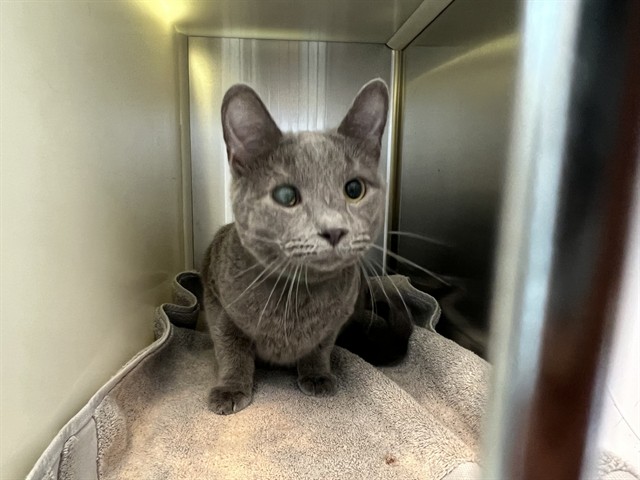 Shelter Stray Male Cat last seen Near BLOCK S CIRCLE DR, COLORADO SPRINGS CO 80906, 610 Abbot Ln, Colorado Springs, CO 80905, USA
