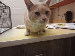 Shelter Stray Male Cat last seen Near BLOCK TEACHOUT RD, COLORADO SPRINGS CO 80908, 610 Abbot Ln, Colorado Springs, CO 80905, USA