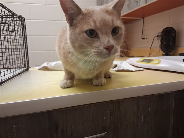 Shelter Stray Male Cat last seen Near BLOCK TEACHOUT RD, COLORADO SPRINGS CO 80908, 610 Abbot Ln, Colorado Springs, CO 80905, USA