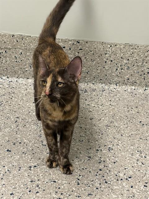 Shelter Stray Female Cat last seen Near BLOCK SEDALIA ST, 12155 Park Blvd, Brighton, CO 80601, USA
