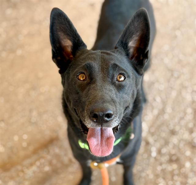 Shelter Stray Female Dog last seen , 4000 N Silverbell Rd, Tucson, AZ 85745, USA