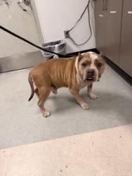 Shelter Stray Male Dog last seen , 14409 Vanowen St, Van Nuys, CA 91405, USA