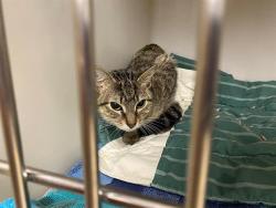 Shelter Stray Female Cat last seen Near BLOCK S 104TH ST, 3839 W Burnham St, West Milwaukee, WI 53215, USA