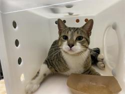 Shelter Stray Male Cat last seen Near BLOCK E CONCORDIA AVE, 3839 W Burnham St, West Milwaukee, WI 53215, USA