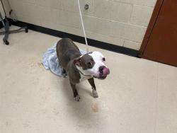 Shelter Stray Female Dog last seen Near BLOCK W MILL RD, 3839 W Burnham St, West Milwaukee, WI 53215, USA