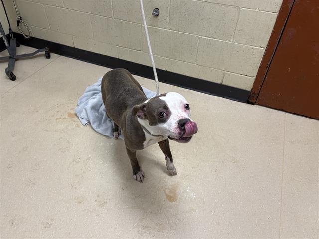 Shelter Stray Female Dog last seen Near BLOCK W MILL RD, 3839 W Burnham St, West Milwaukee, WI 53215, USA