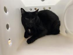 Shelter Stray Male Cat last seen Near BLOCK S 26TH ST, 3839 W Burnham St, West Milwaukee, WI 53215, USA