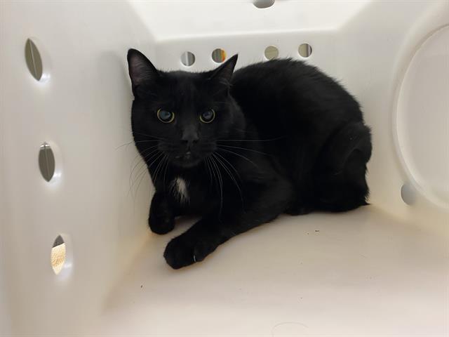 Shelter Stray Male Cat last seen Near BLOCK S 26TH ST, 3839 W Burnham St, West Milwaukee, WI 53215, USA