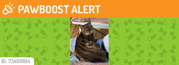 Found/Stray Unknown Cat last seen Hosner Road and Dryden Road, homes on north side of Dryden Road, Dryden Township, MI 48455