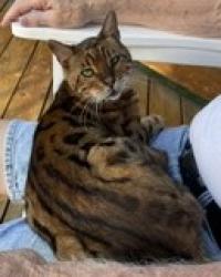 Found/Stray Unknown Cat last seen Hosner Road and Dryden Road, homes on north side of Dryden Road, Dryden Township, MI 48455