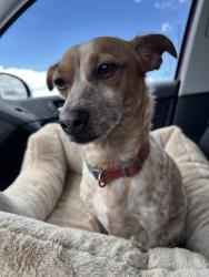 Found/Stray Male Dog last seen circle k, Queen Creek, AZ 85242