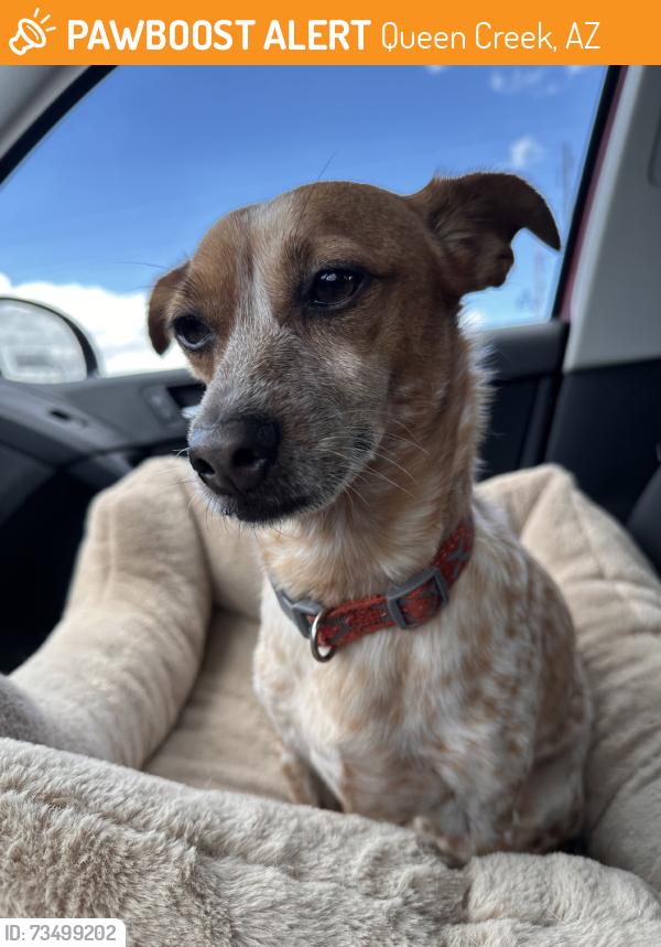 Found/Stray Male Dog last seen circle k, Queen Creek, AZ 85242