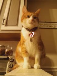 Lost Male Cat last seen Longview and west, Wadsworth, OH 44281