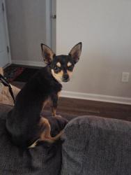 Found/Stray Male Dog last seen Olan Dr Lumberton NC, Lumberton, NC 28360