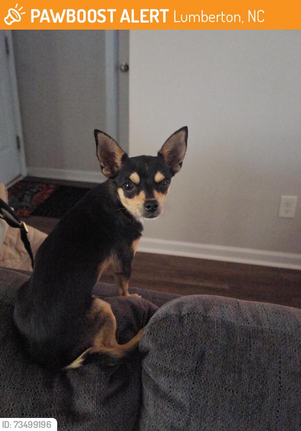 Found/Stray Male Dog last seen Olan Dr Lumberton NC, Lumberton, NC 28360