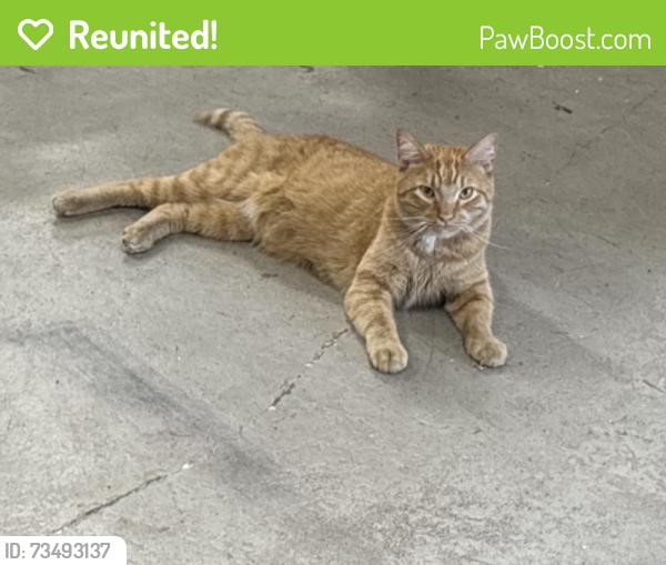 Reunited Male Cat last seen Near and 31, Crystal Lake, IL 60012
