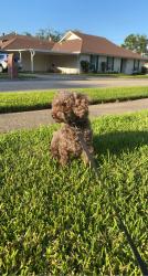 Reunited Male Dog last seen Meisler Middle School, Mcdonald's, Johnny Bright, Metairie, LA 70002