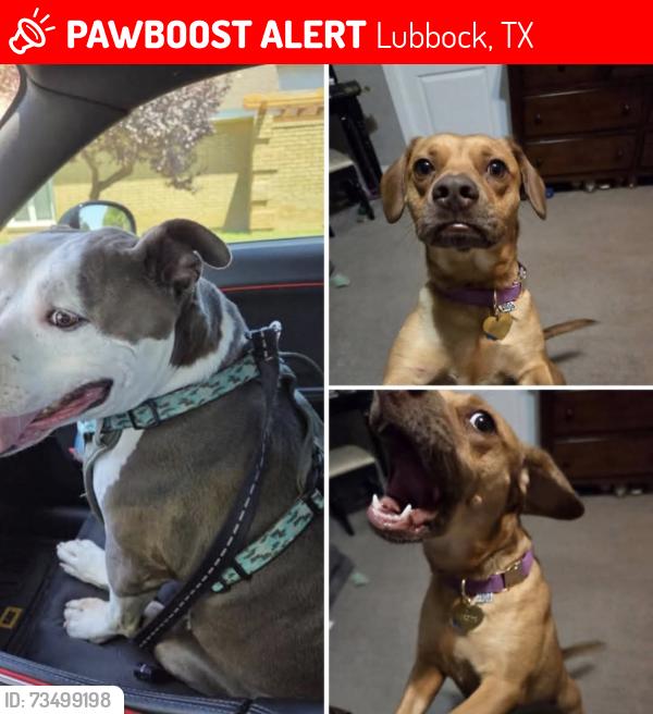 Lost Male Dog last seen Someone posted last seeing them near Wayland Baptist and erskine, Lubbock, TX 79416