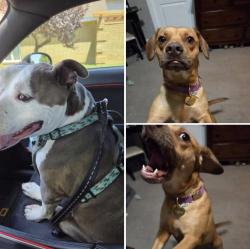 Lost Male Dog last seen Someone posted last seeing them near Wayland Baptist and erskine, Lubbock, TX 79416