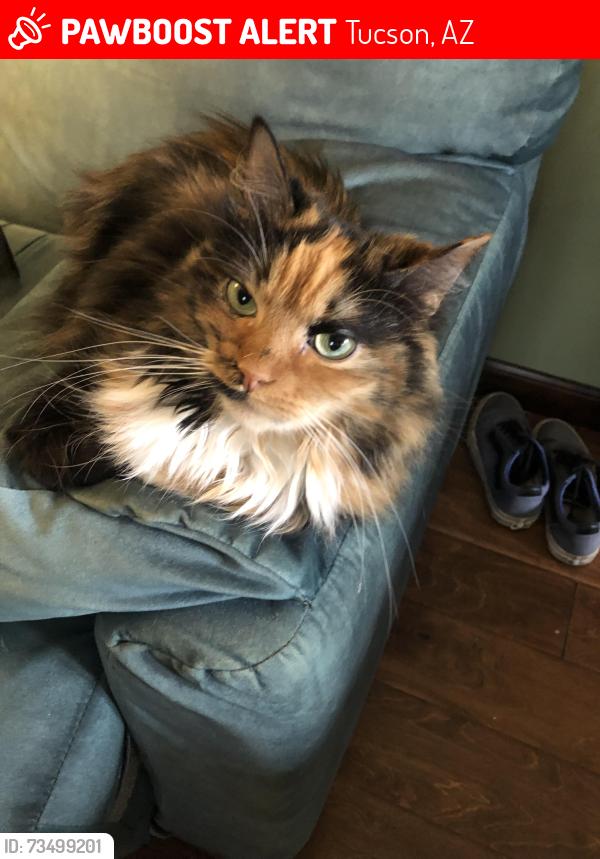 Lost Female Cat last seen E Camino Del Rio, Tucson, AZ 85715